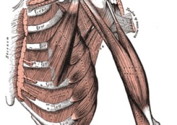 Shoulder
