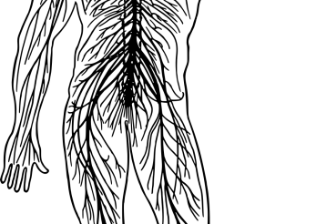 nervous-system-7485672_1920